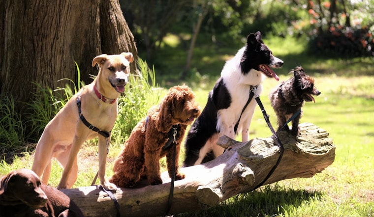 New York City Reexamines Animal Laws After Service Dog's Mauling by Pit Bulls on Upper West Side Spurs Outrage and Calls for Reform