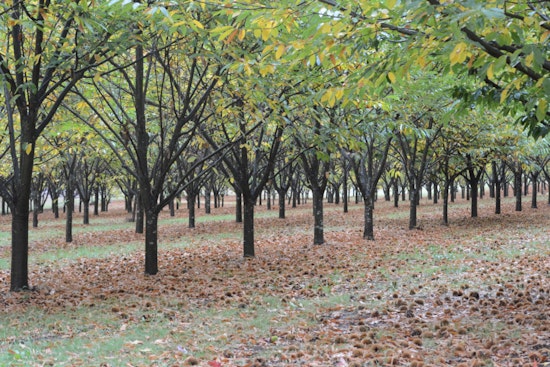 New York Restoration Project Revives American Chestnut with Free Tree Giveaway to NYC Residents