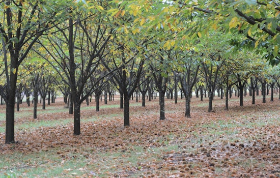 New York Restoration Project Revives American Chestnut with Free Tree Giveaway to NYC Residents