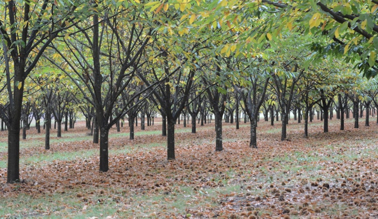 New York Restoration Project Revives American Chestnut with Free Tree Giveaway to NYC Residents