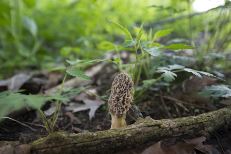 Northern Michigan's Morel Mushroom Season Kickstarts with Ideal Growing Conditions