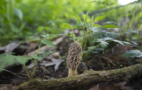 Northern Michigan's Morel Mushroom Season Kickstarts with Ideal Growing Conditions