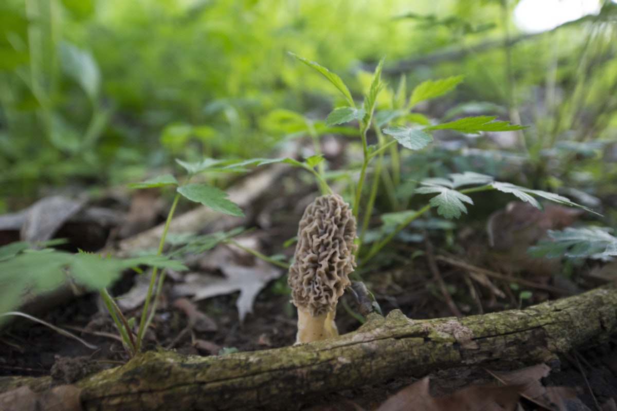 Northern Michigan's Morel Mushroom Season Kickstarts with Ideal Growing Conditions