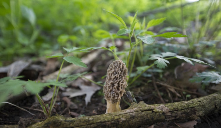 Northern Michigan's Morel Mushroom Season Kickstarts with Ideal Growing Conditions