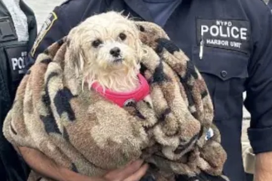 NYPD Officer Adopts Maltese Mix He Rescued from East River, Welcoming Hudson to His Staten Island Home