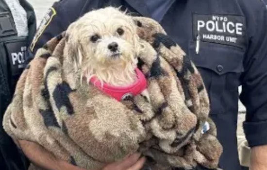 NYPD Officer Adopts Maltese Mix He Rescued from East River, Welcoming Hudson to His Staten Island Home