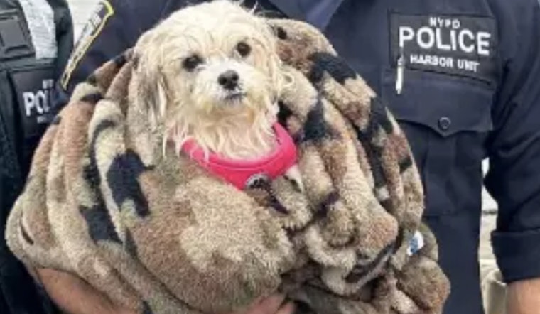 NYPD Officer Adopts Maltese Mix He Rescued from East River, Welcoming Hudson to His Staten Island Home
