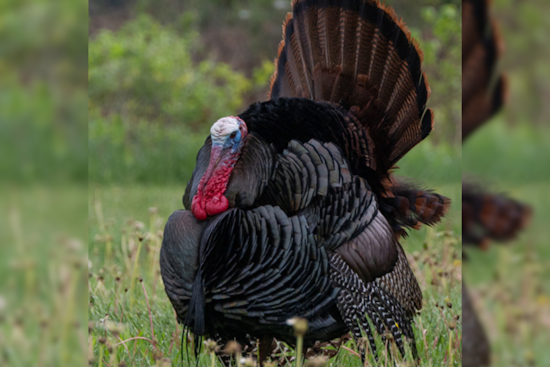 Ohio Hunters Harvest Over 14,000 Wild Turkeys This Spring, Youth Initiatives Contribute to Conservation Efforts