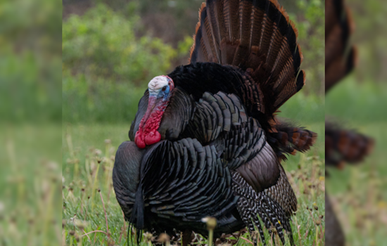 Ohio Hunters Harvest Over 14,000 Wild Turkeys This Spring, Youth Initiatives Contribute to Conservation Efforts