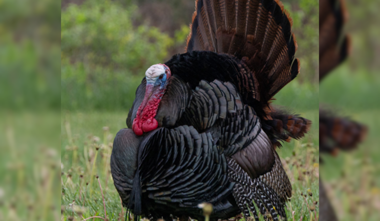 Ohio Hunters Harvest Over 14,000 Wild Turkeys This Spring, Youth Initiatives Contribute to Conservation Efforts