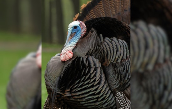Ohio Hunters Surpass Previous Years’ Wild Turkey Harvest Numbers, ODNR Reports Show
