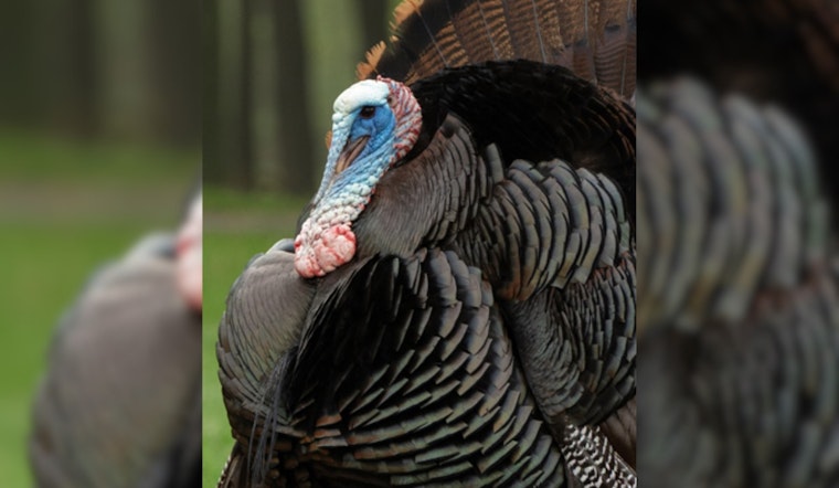 Ohio Hunters Surpass Previous Years’ Wild Turkey Harvest Numbers, ODNR Reports Show