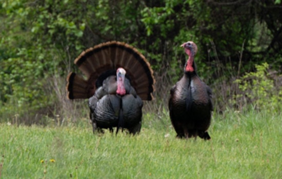 Ohio Hunters Surpass Previous Years' Wild Turkey Harvests, with Monroe County Leading the Flock