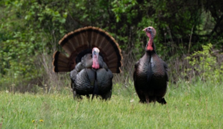Ohio Hunters Surpass Previous Years' Wild Turkey Harvests, with Monroe County Leading the Flock