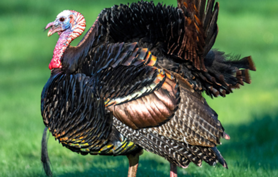 Ohio Hunters Surpass Three-Year Average with Over 12,000 Wild Turkeys Bagged Early in the Season