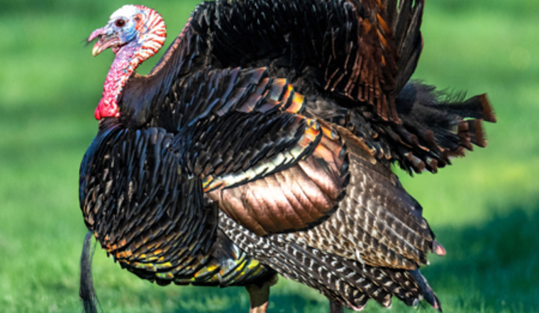 Ohio Hunters Surpass Three-Year Average with Over 12,000 Wild Turkeys Bagged Early in the Season