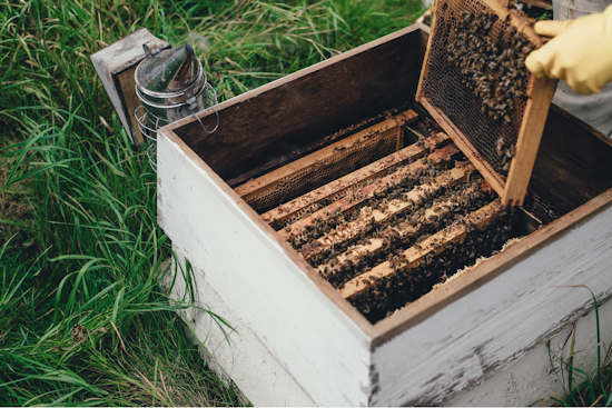 Ohio State University at Marion Student Veterans Launch Beekeeping Initiative to Support Campus Prairie Ecosystem