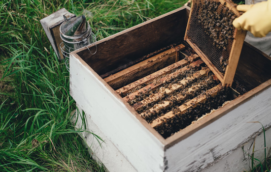 Ohio State University at Marion Student Veterans Launch Beekeeping Initiative to Support Campus Prairie Ecosystem