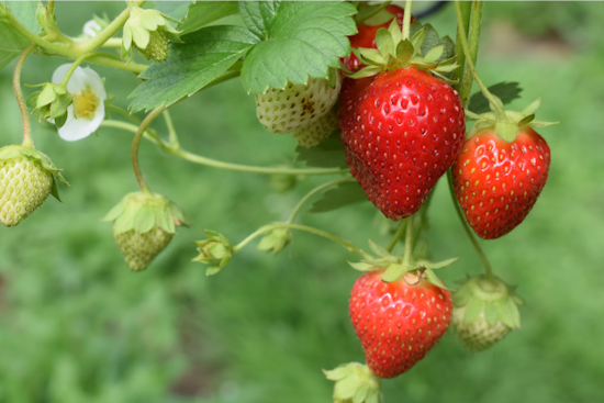 Ohio Strawberry Growers Confront Scarcity as Ohio State Battles Neo-P Fungus Outbreak