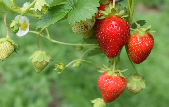 Ohio Strawberry Growers Confront Scarcity as Ohio State Battles Neo-P Fungus Outbreak