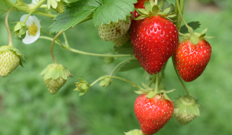 Ohio Strawberry Growers Confront Scarcity as Ohio State Battles Neo-P Fungus Outbreak