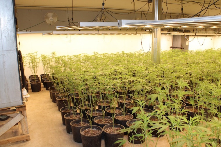 Oklahoma Bureau of Narcotics Seizes Over 14,000 Marijuana Plants in Pontotoc County Crackdown