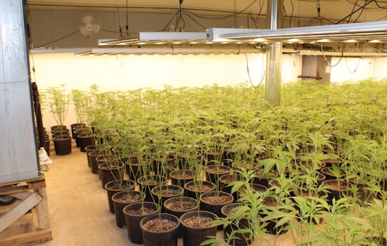 Oklahoma Bureau of Narcotics Seizes Over 14,000 Marijuana Plants in Pontotoc County Crackdown