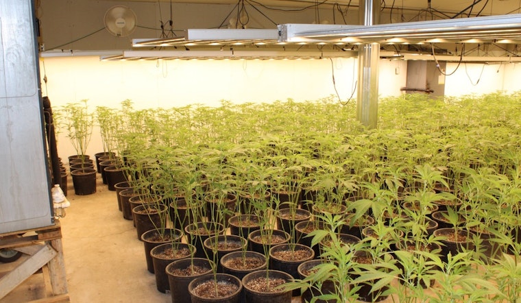 Oklahoma Bureau of Narcotics Seizes Over 14,000 Marijuana Plants in Pontotoc County Crackdown
