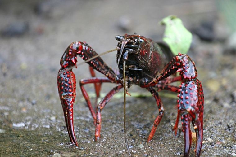 Online Aquatic Animal Dealers Convicted for Shipping Invasive Species into Wisconsin