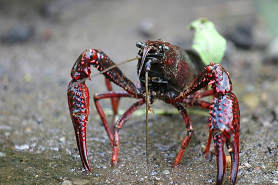 Online Aquatic Animal Dealers Convicted for Shipping Invasive Species into Wisconsin