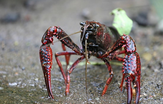 Online Aquatic Animal Dealers Convicted for Shipping Invasive Species into Wisconsin