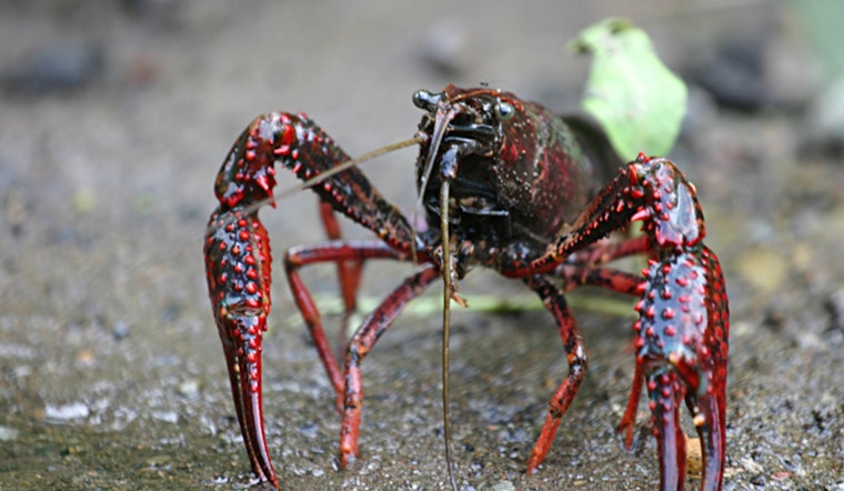 Online Aquatic Animal Dealers Convicted for Shipping Invasive Species into Wisconsin