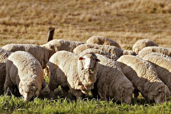 Oregon's Shaniko Wool and Seed Council to Receive Global Trailblazer Awards at Celebrate Trade Gala