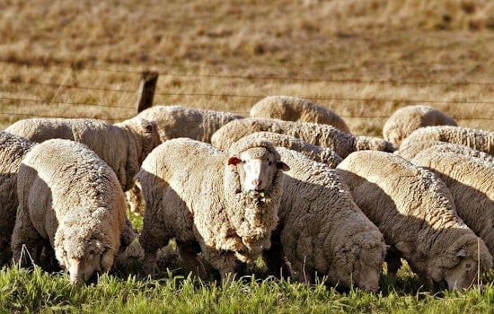 Oregon's Shaniko Wool and Seed Council to Receive Global Trailblazer Awards at Celebrate Trade Gala