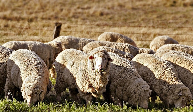 Oregon's Shaniko Wool and Seed Council to Receive Global Trailblazer Awards at Celebrate Trade Gala