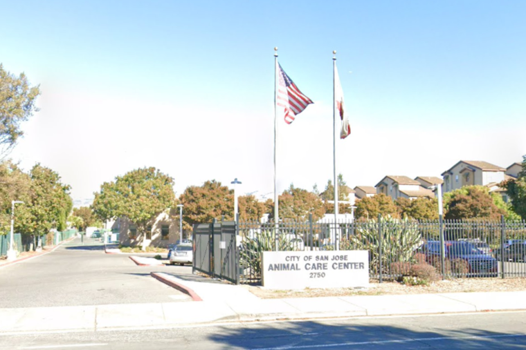 Outcry and Review Initiated After Dog's Death at San José Animal Shelter, Advocacy Group Demands Change