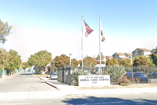Outcry and Review Initiated After Dog's Death at San José Animal Shelter, Advocacy Group Demands Change