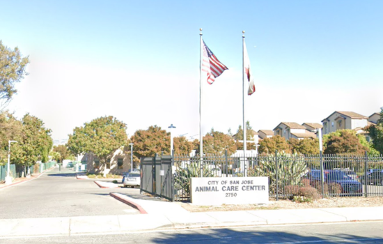 Outcry and Review Initiated After Dog's Death at San José Animal Shelter, Advocacy Group Demands Change