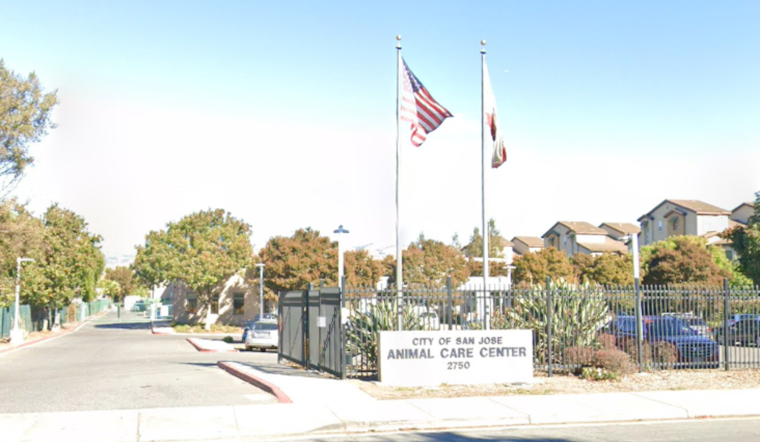 Outcry and Review Initiated After Dog's Death at San José Animal Shelter, Advocacy Group Demands Change