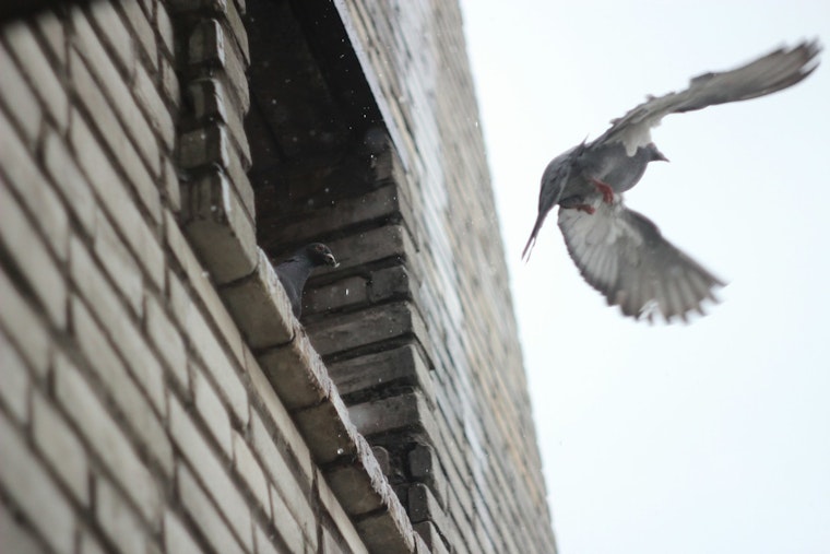 Over 1 Billion Birds Annually Fall Prey to Window Collisions in the US, Urgent Action Needed for Avian Protection