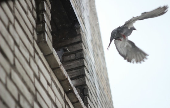 Over 1 Billion Birds Annually Fall Prey to Window Collisions in the US, Urgent Action Needed for Avian Protection