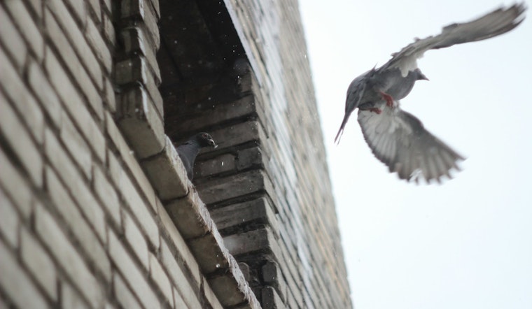 Over 1 Billion Birds Annually Fall Prey to Window Collisions in the US, Urgent Action Needed for Avian Protection