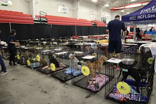 Over 300 Dogs Await Adoption at Mega Event in Tampa Bay, With Fees Waived and Pets Fully Vetted