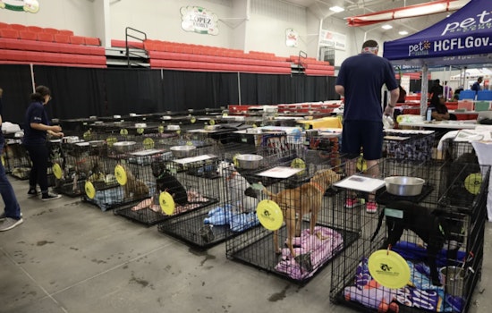 Over 300 Dogs Await Adoption at Mega Event in Tampa Bay, With Fees Waived and Pets Fully Vetted