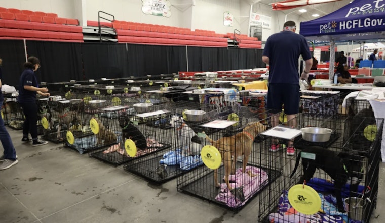 Over 300 Dogs Await Adoption at Mega Event in Tampa Bay, With Fees Waived and Pets Fully Vetted