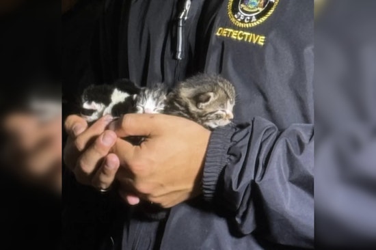 Over 50 Cats Rescued Amid Shocking Discovery of Deceased Felines in Bohemia, Long Island Home