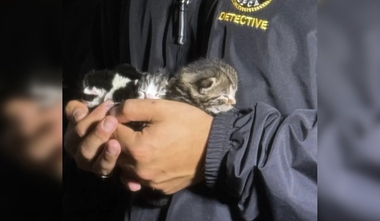 Over 50 Cats Rescued Amid Shocking Discovery of Deceased Felines in Bohemia, Long Island Home