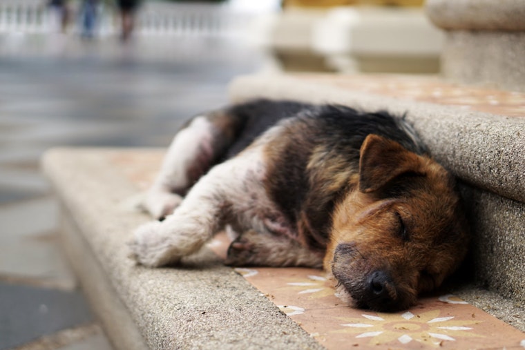 Over $10 Million in Funding Unleashed for New York Animal Shelters, Announces Governor Hochul