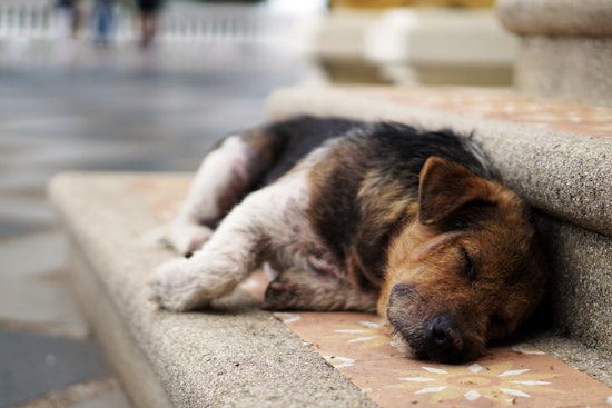 Over $10 Million in Funding Unleashed for New York Animal Shelters, Announces Governor Hochul
