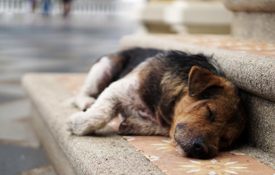 Over $10 Million in Funding Unleashed for New York Animal Shelters, Announces Governor Hochul